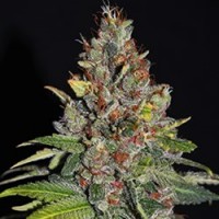 G13 Labs - Tropical Punch (Feminized) G13 Labs - Tropical Punch (Feminized)