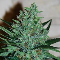 G13 Labs - White Lavender (Feminized) G13 Labs - White Lavender (Feminized)