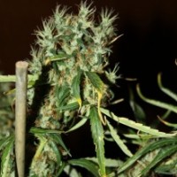 CBD Crew - CBD MedGom (Autoflowering) CBD Crew - CBD MedGom (Autoflowering)