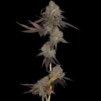 DNA Genetics - DNA Cake (Autoflowering) DNA Genetics - DNA Cake (Autoflowering)