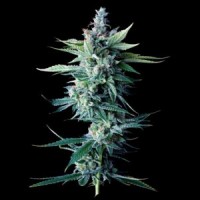 DNA Genetics - Miss DNA (Autoflowering) DNA Genetics - Miss DNA (Autoflowering)