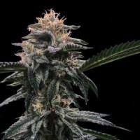 DNA Genetics - Banana Sorbet (Feminized) DNA Genetics - Banana Sorbet (Feminized)
