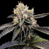 DNA Genetics - Cataract Cake (Feminized) DNA Genetics - Cataract Cake (Feminized)