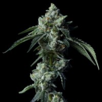 DNA Genetics - Challah Bread (Feminized) DNA Genetics - Challah Bread (Feminized)