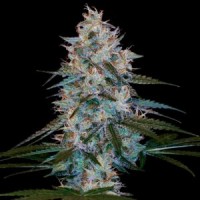 DNA Genetics - Chocolope Kush (Feminized) DNA Genetics - Chocolope Kush (Feminized)