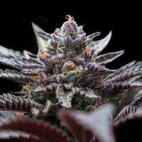 DNA Genetics - Double Stuffed Sorbet (Feminized) DNA Genetics - Double Stuffed Sorbet (Feminized)