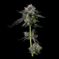 DNA Genetics - Four Prophets (Feminized) DNA Genetics - Four Prophets (Feminized)