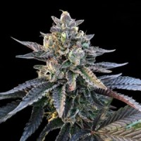 DNA Genetics - Gelato Sorbet (Feminized) DNA Genetics - Gelato Sorbet (Feminized)