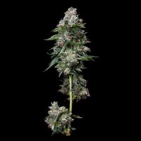DNA Genetics - Kosher Kush (Feminized) DNA Genetics - Kosher Kush (Feminized)