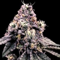DNA Genetics - Kosher Pie (Feminized) DNA Genetics - Kosher Pie (Feminized)