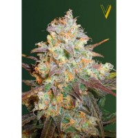 Victory Seeds - Chocodope (Feminized) Victory Seeds - Chocodope (Feminized)