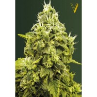 Victory Seeds - Jack Hammer (Feminized) Victory Seeds - Jack Hammer (Feminized)
