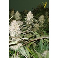 Victory Seeds - Bubblegum+ Pro (Feminized) Victory Seeds - Bubblegum+ Pro (Feminized)