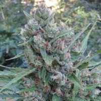 Ace Seeds - Zamaldelica (Autoflowering) Ace Seeds - Zamaldelica (Autoflowering)