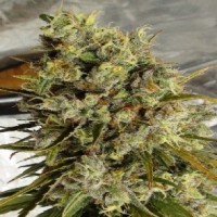 Ace Seeds - Zamaldelica x Nepal Jam Feminizada (Feminized) Ace Seeds - Zamaldelica x Nepal Jam Feminizada (Feminized)