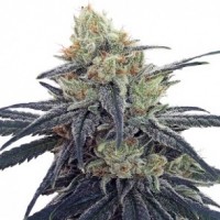 Ace Seeds - CBD #1 ACE Seeds (Feminized) Ace Seeds - CBD #1 ACE Seeds (Feminized)