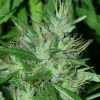 Ace Seeds - Congo ACE Seeds (Feminized) Ace Seeds - Congo ACE Seeds (Feminized)