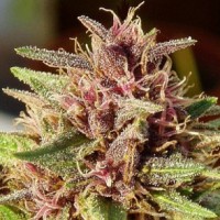 Ace Seeds - ErdPurt ACE Seeds (Feminized) Ace Seeds - ErdPurt ACE Seeds (Feminized)