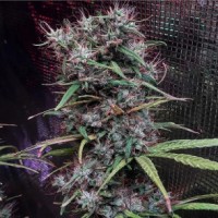 Ace Seeds - Etíope x Malawi ACE Seeds (Feminized) Ace Seeds - Etíope x Malawi ACE Seeds (Feminized)