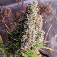 Ace Seeds - Golden Tiger ACE Seeds (Feminized) Ace Seeds - Golden Tiger ACE Seeds (Feminized)