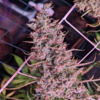 Ace Seeds - Golden Tiger 3rd Version (Feminized) Ace Seeds - Golden Tiger 3rd Version (Feminized)