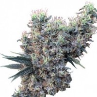 Ace Seeds - Golden Tiger x Panama (Feminized) Ace Seeds - Golden Tiger x Panama (Feminized)