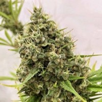 Ace Seeds - Guawi ACE Seeds (Feminized) Ace Seeds - Guawi ACE Seeds (Feminized)