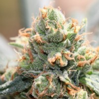 Ace Seeds - HashTonic (Feminized) Ace Seeds - HashTonic (Feminized)