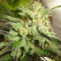 Ace Seeds - Kali China ACE Seeds (Feminized) Ace Seeds - Kali China ACE Seeds (Feminized)