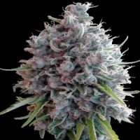 Ace Seeds - Killer A5 Haze ACE Seeds (Feminized) Ace Seeds - Killer A5 Haze ACE Seeds (Feminized)