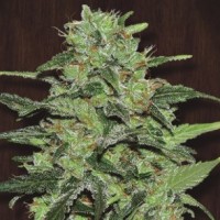 Ace Seeds - Malawi ACE Seeds (Feminized) Ace Seeds - Malawi ACE Seeds (Feminized)