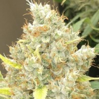 Ace Seeds - Malawi x Panama ACE Seeds (Feminized) Ace Seeds - Malawi x Panama ACE Seeds (Feminized)