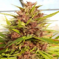 Ace Seeds - Malawi x Pakistan ACE Seeds (Feminized) Ace Seeds - Malawi x Pakistan ACE Seeds (Feminized)