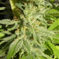 Ace Seeds - Orient Express ACE Seeds (Feminized) Ace Seeds - Orient Express ACE Seeds (Feminized)
