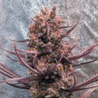 Ace Seeds - Panama Haze ACE Seeds (Feminized) Ace Seeds - Panama Haze ACE Seeds (Feminized)
