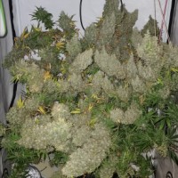 Ace Seeds - Panama x Bangi Haze ACE Seeds (Feminized) Ace Seeds - Panama x Bangi Haze ACE Seeds (Feminized)