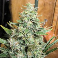 Ace Seeds - Panama x Malawi ACE Seeds (Feminized) Ace Seeds - Panama x Malawi ACE Seeds (Feminized)