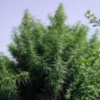 Ace Seeds - Tropical Mix ACE Seeds (Feminized) Ace Seeds - Tropical Mix ACE Seeds (Feminized)