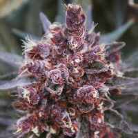 Ace Seeds - Violeta ACE Seeds (Feminized) Ace Seeds - Violeta ACE Seeds (Feminized)