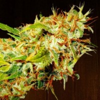 Ace Seeds - Zamaldelica ACE Seeds (Feminized) Ace Seeds - Zamaldelica ACE Seeds (Feminized)