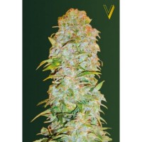 Victory Seeds - AK-77V (Autoflowering) Victory Seeds - AK-77V (Autoflowering)