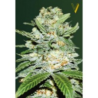 Victory Seeds - Jack Hammer (Autoflowering) Victory Seeds - Jack Hammer (Autoflowering)
