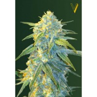 Victory Seeds - Northern Light (Autoflowering) Victory Seeds - Northern Light (Autoflowering)