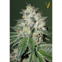 Victory Seeds - OG Kush (Autoflowering) Victory Seeds - OG Kush (Autoflowering)