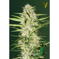 Victory Seeds - Parmesan (Autoflowering) Victory Seeds - Parmesan (Autoflowering)