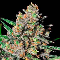 Samsara Seeds - Green Love Potion ® (Feminized) Samsara Seeds - Green Love Potion ® (Feminized)
