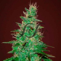 Samsara Seeds - El Alquimista (Autoflowering) Samsara Seeds - El Alquimista (Autoflowering)