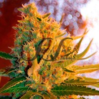 Samsara Seeds - Shot Adrenaline ® (Autoflowering) Samsara Seeds - Shot Adrenaline ® (Autoflowering)