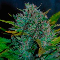 Samsara Seeds - Ultraviolet ® (Autoflowering) Samsara Seeds - Ultraviolet ® (Autoflowering)