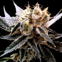 Reserva Privada - Sour Tangie (Feminized) Reserva Privada - Sour Tangie (Feminized)